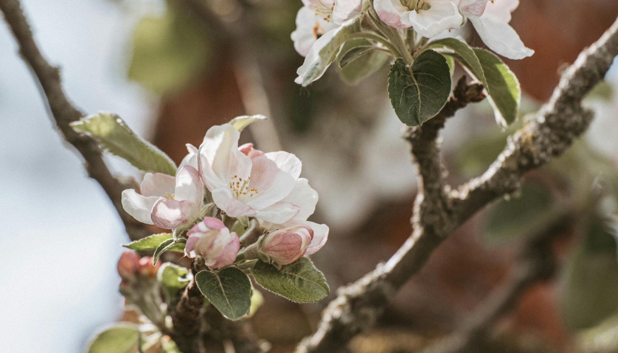 Äppelblütefest in Naurod wird mit Umleitungen begleitet: Sperrungen von Freitag bis Montag
