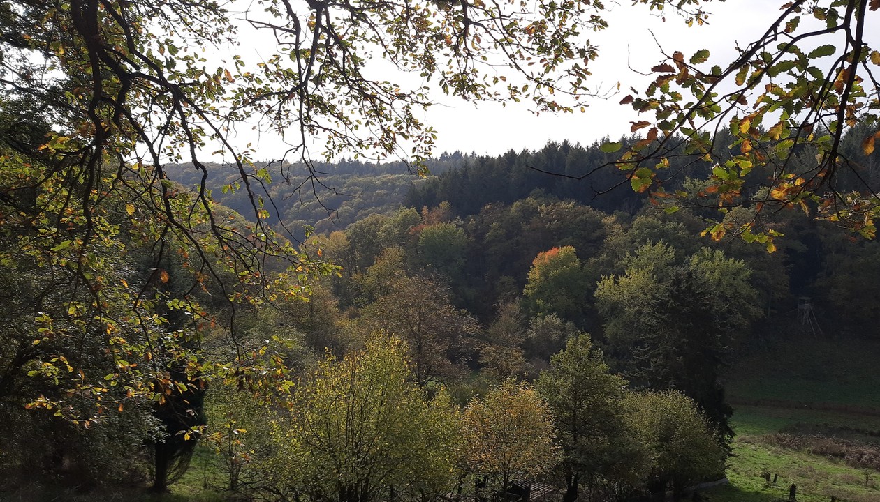 Eltville weist neuen 5,4 Kilometer Rundweg in Rauenthal aus