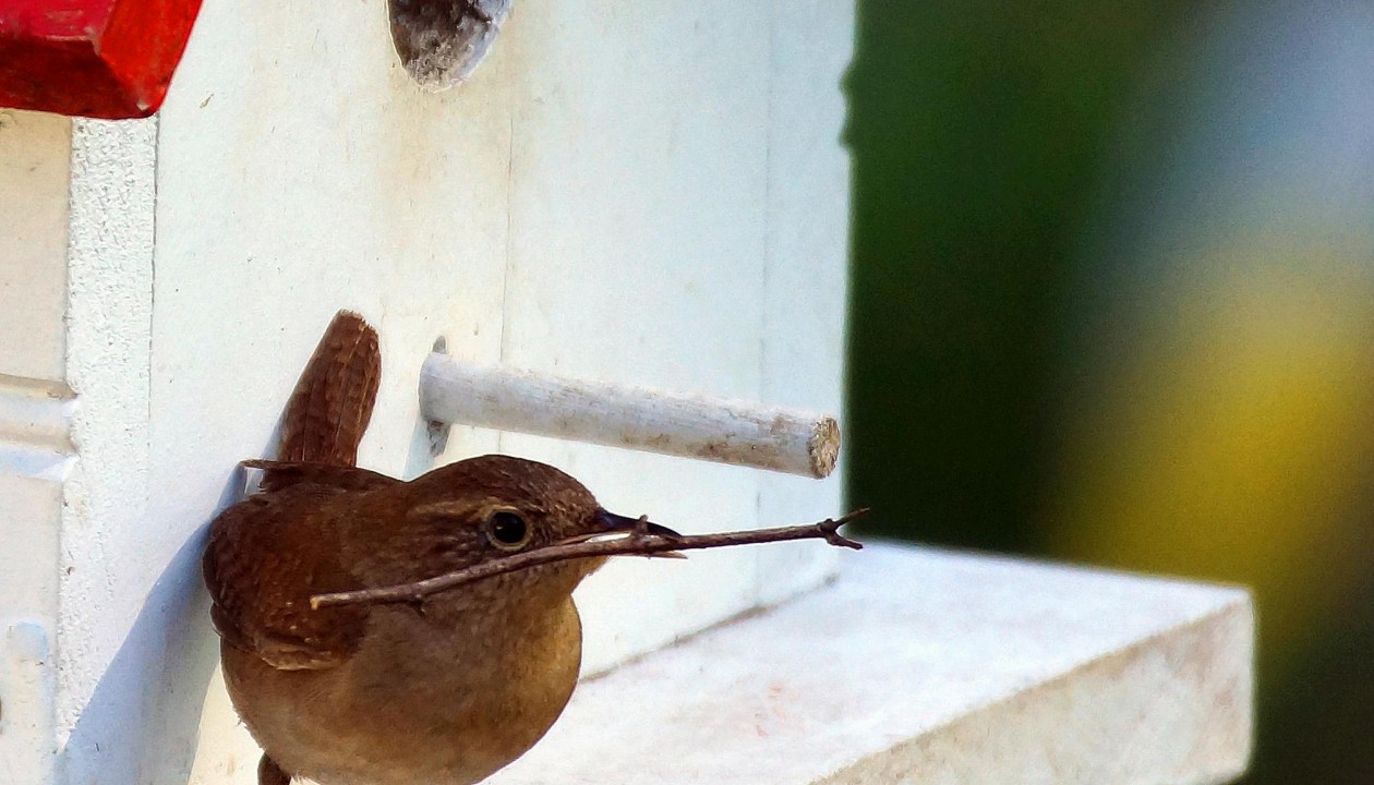 Familienworkshop in der Fasanerie: Tassen bemalen und Futterstationen für Vögel bauen