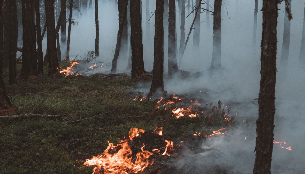 Höchste Waldbrandwarnstufe ausgerufen: Grillverbot auf öffentlichen Plätzen und verschärfte Auflagen Höchste Waldbrandwarnstufe ausgerufen: Grillverbot auf öffentlichen Plätzen und verschärfte Auflagen