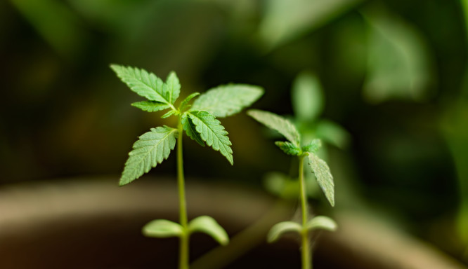 Qualität bei Cannabis erkennen: Die wichtigsten Kriterien für Anbauer und Verbraucher