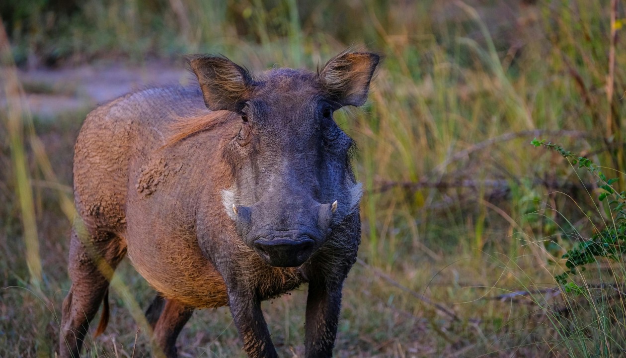 Sperrzone II wegen Afrikanischer Schweinepest verlängert: Maßnahmen bleiben unverändert