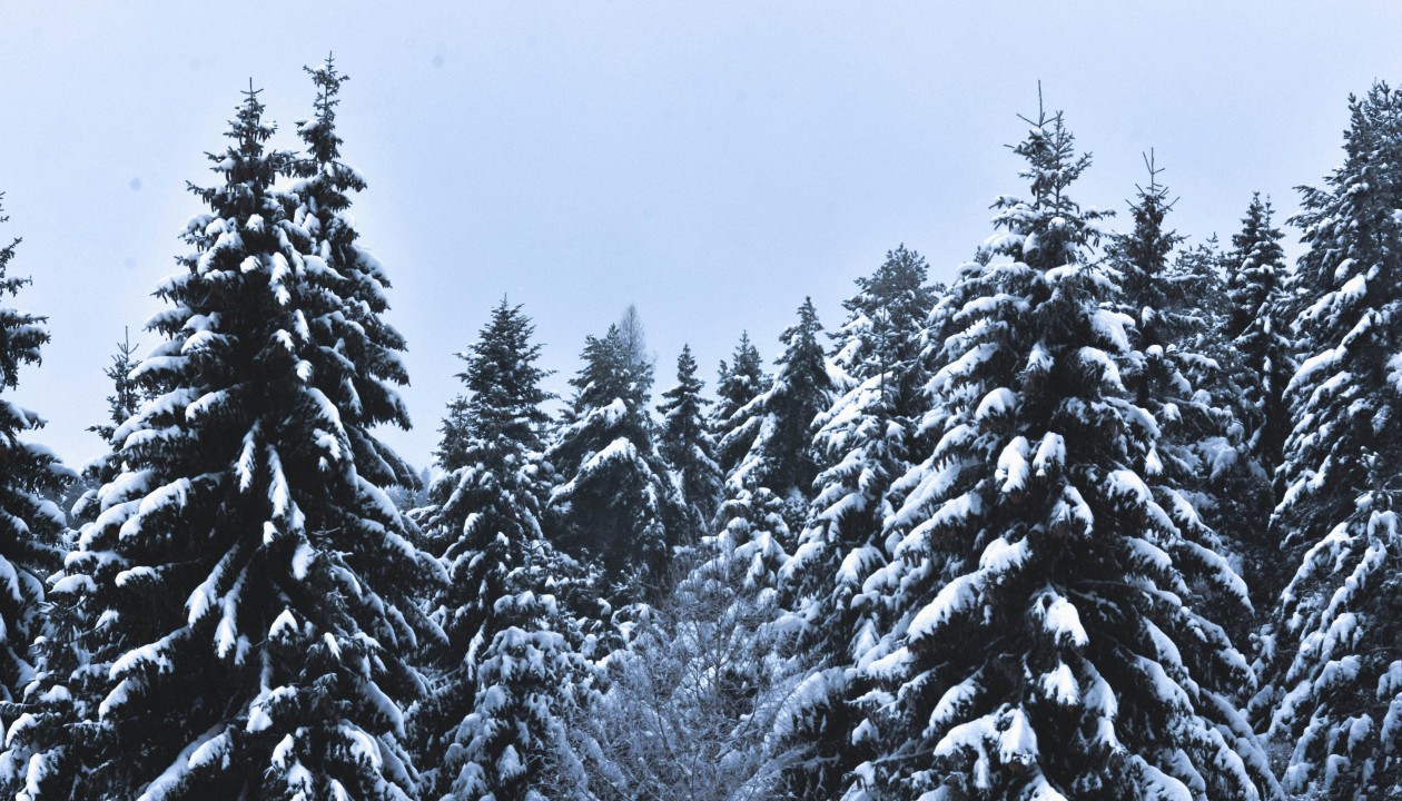 Weihnachtsbäume aus der Region: Verkauf in Rauenthal am 20. Dezember