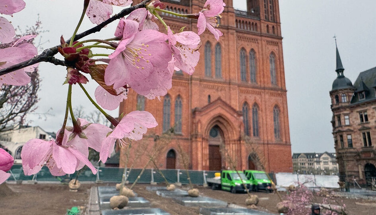 Wiesbaden pflanzt 24 Bäume auf Schlossplatz und richtet Plätze für Dauerbewässerung ein Wiesbaden pflanzt 24 Bäume auf Schlossplatz und richtet Plätze für Dauerbewässerung ein