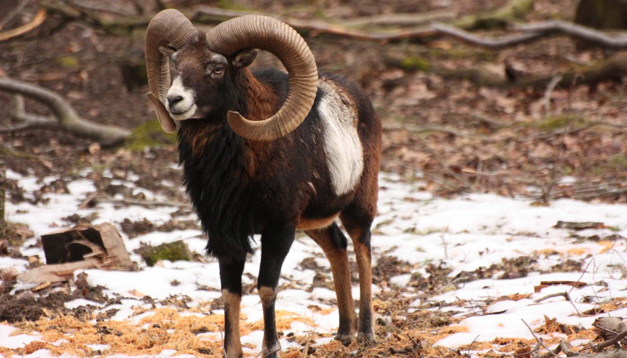 Winterprogramm in der Fasanerie: Kinderführung zu den Strategien wildlebender Tiere