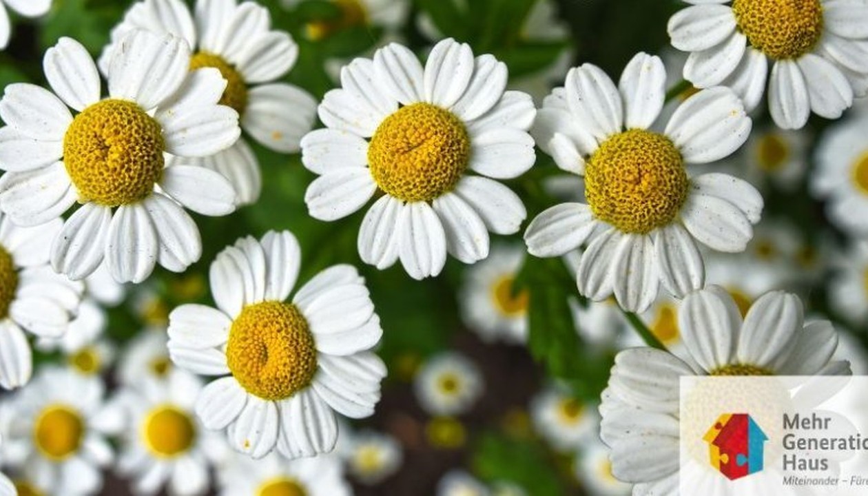 Workshop für Blumengestecke im Mehrgenerationenhaus Eltville am 9. Juli